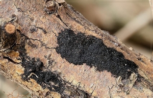 Zwarte viltzwam - Chaetosphaerella phaeostroma (2)