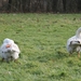 Winterwandeling Blok 9 22 februari 2015 078