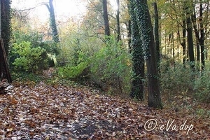 Herfst aan de rand van het Muziekbos