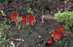 Rode kelkzwam - Sacroscypha coccinea