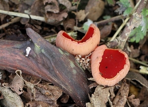 Rode kelkzwam - Sacroscypha coccinea