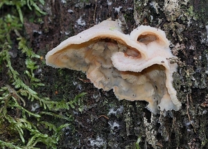 Spekzwoerdzwam - Phlebia tremellosa