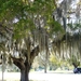 158 Everglades boom met parasieten