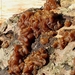Bruine trilzwam - Tremella foliacea  (2)
