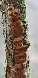 Langsporige korstvuurzwam - Fuscoporia ferrea (1)
