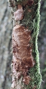 Langsporige korstvuurzwam - Fuscoporia ferrea (2)