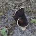 Nonnenkapkluifzwam - Helvella spadicea