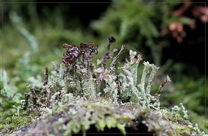 Kopjesbekermos - Cladonia fimbriata  (2)