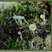 Kopjesbekermos - Cladonia fimbriata IMG-0521