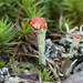 Rode heidelucifer - Cladonia floerkeana