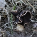 Nonnenkapkluifzwam - Helvella spadicea