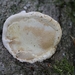 Roodgerande houtzwam - Fomitopsis pinicola