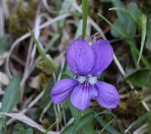 Bosviooltje - Viola riviniana