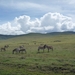 4d Ngorongoro krater  _P1210479