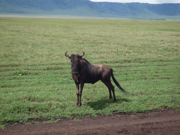4d Ngorongoro krater  _P1210483