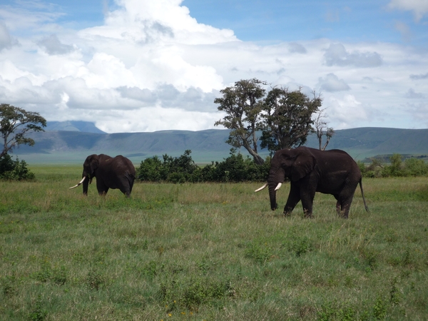 4d Ngorongoro krater  _P1210487