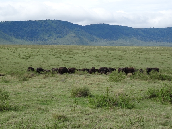 4d Ngorongoro krater _DSC00165