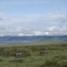 4d Ngorongoro krater _DSC00167