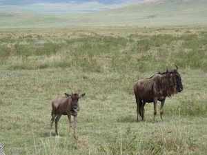4d Ngorongoro krater _DSC00168
