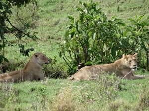 4d Ngorongoro krater _DSC00176