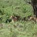 4d Ngorongoro krater _DSC00177