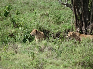 4d Ngorongoro krater _DSC00177