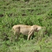 4d Ngorongoro krater _DSC00180