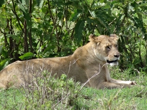 4d Ngorongoro krater _DSC00181