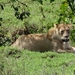 4d Ngorongoro krater _DSC00184