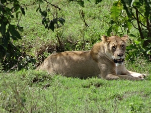 4d Ngorongoro krater _DSC00184
