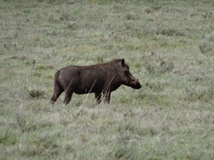 4d Ngorongoro krater _DSC00185