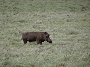4d Ngorongoro krater _DSC00186