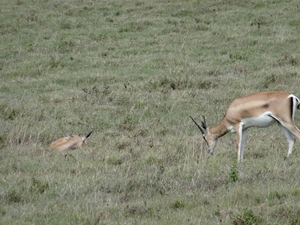 4d Ngorongoro krater _DSC00188