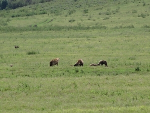 4d Ngorongoro krater _DSC00191