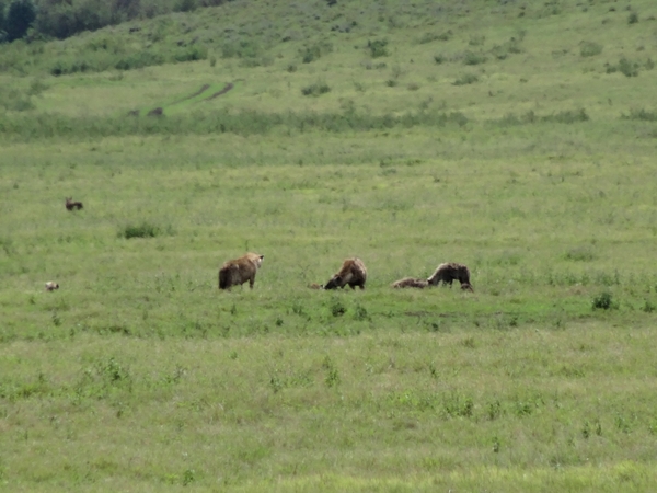 4d Ngorongoro krater _DSC00191