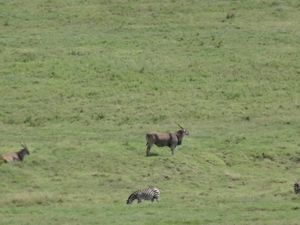 4d Ngorongoro krater _DSC00193