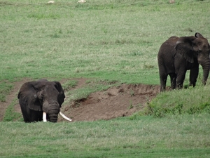 4d Ngorongoro krater _DSC00196