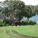 4d Ngorongoro krater _DSC00197