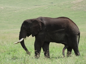 4d Ngorongoro krater _DSC00200