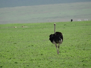 4d Ngorongoro krater _DSC00211