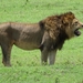 4d Ngorongoro krater _DSC00214