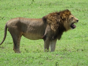 4d Ngorongoro krater _DSC00214