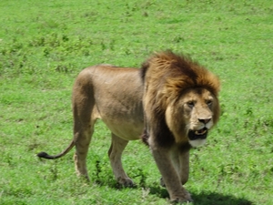 4d Ngorongoro krater _DSC00216