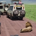 4d Ngorongoro krater _DSC00219 Leeuw