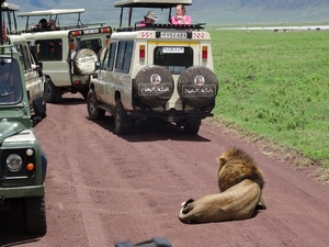 4d Ngorongoro krater _DSC00219 Leeuw