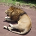 4d Ngorongoro krater _DSC00219 Leeuw_P1210506