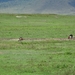 4d Ngorongoro krater _DSC00220