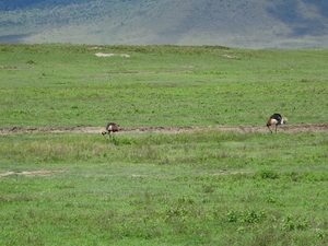 4d Ngorongoro krater _DSC00220