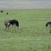 4d Ngorongoro krater _DSC00222