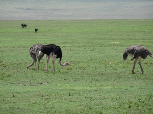 4d Ngorongoro krater _DSC00222